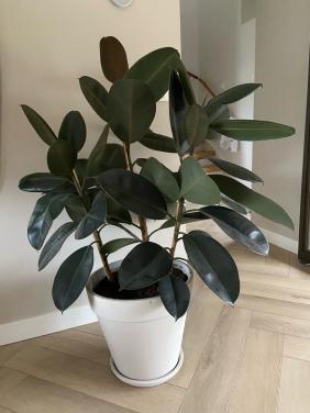 Kamerplant ficus elastica