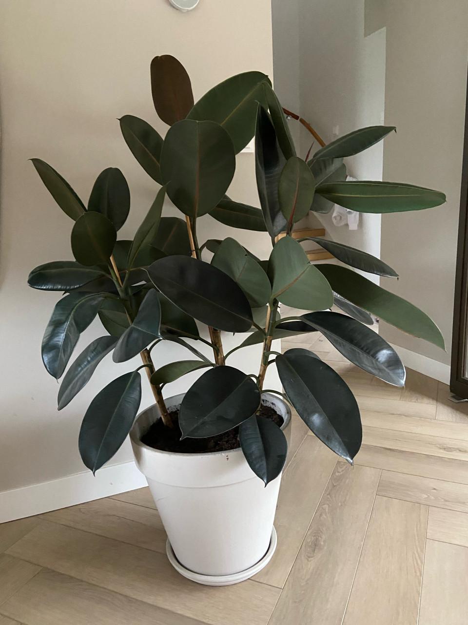 Kamerplant ficus elastica