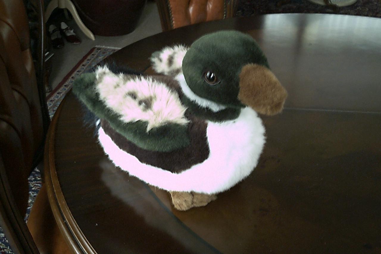 NIEUWE KNUFFEL . . .