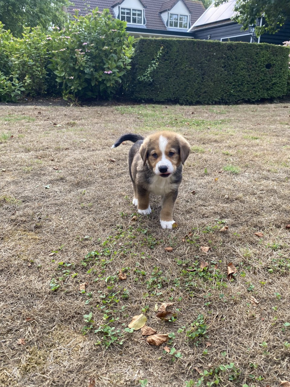 Golden retriever x bernersennen (Boulab) pup