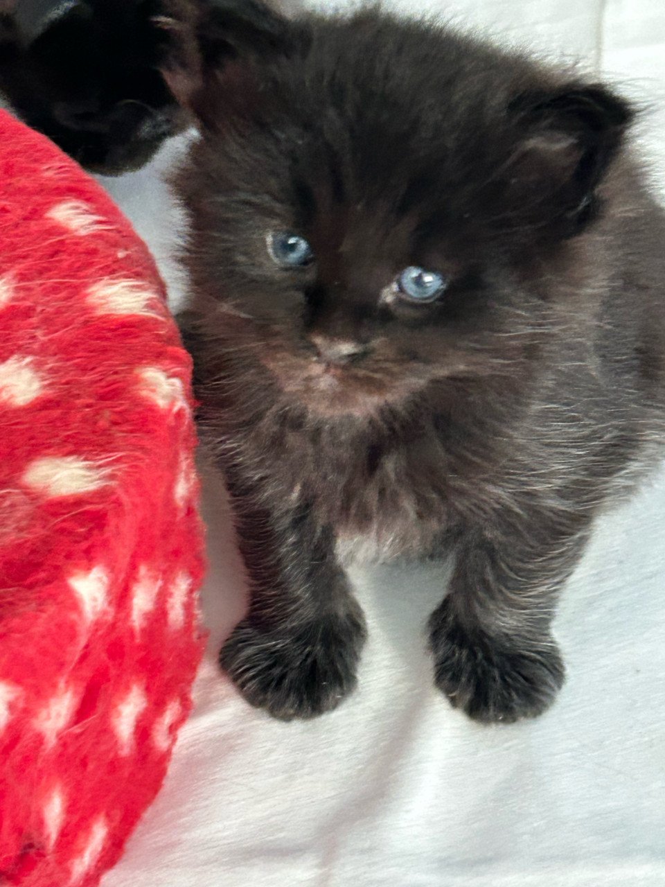 Nog 2 lieve Maincoon kittens beschikbaar!