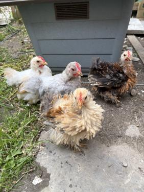 Kriel cochin kuikens 2 krulveer haantjes