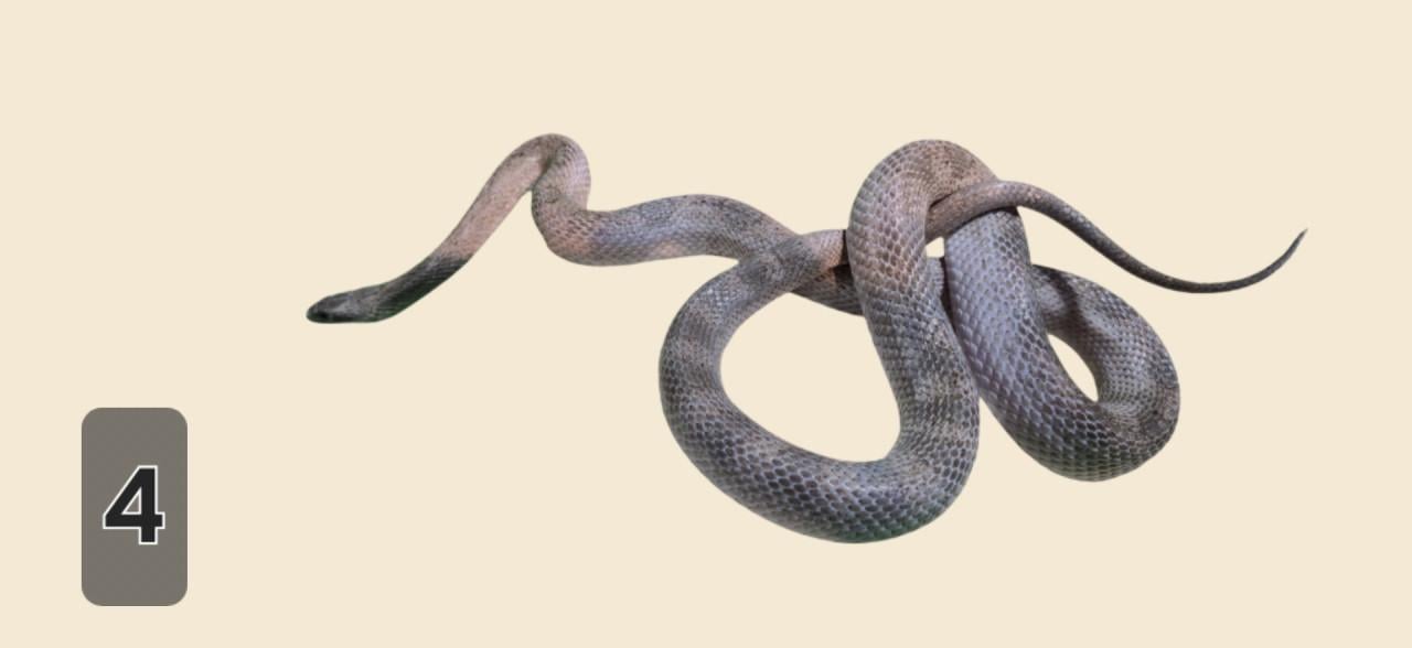 TE KOOP verschillende reptielen