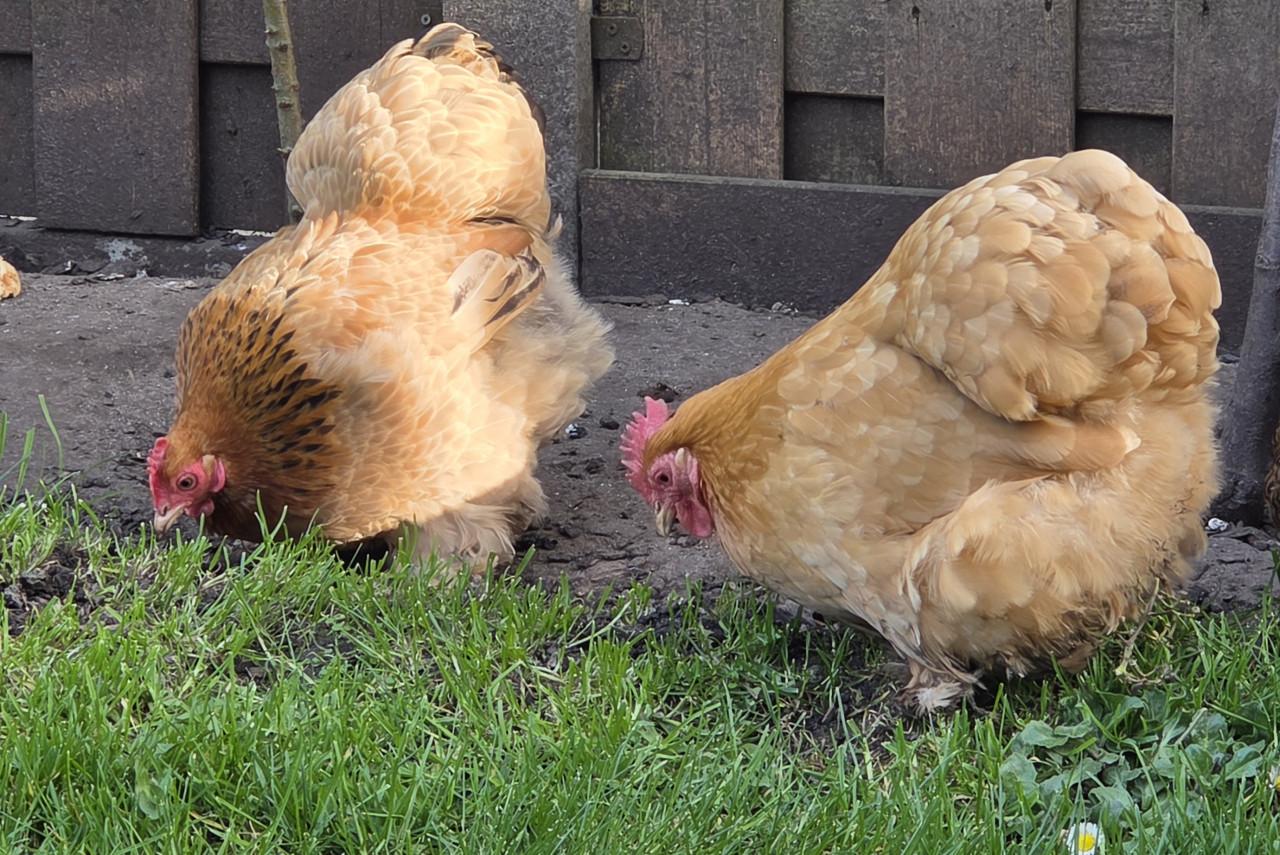 3 hen cochin kriel buff kleur