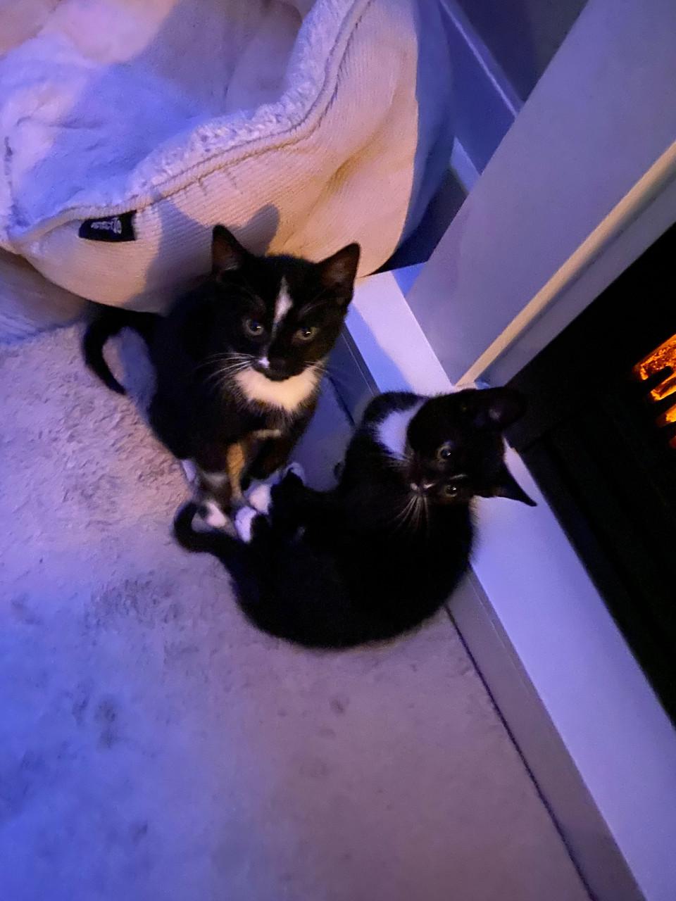 🐾 Kittens (ingeent, ontwormd, ontvlooid) op zoek naar een gouden mandje 🐾