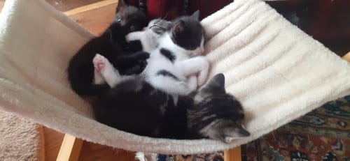 Prachtige lieve kittens 😻
