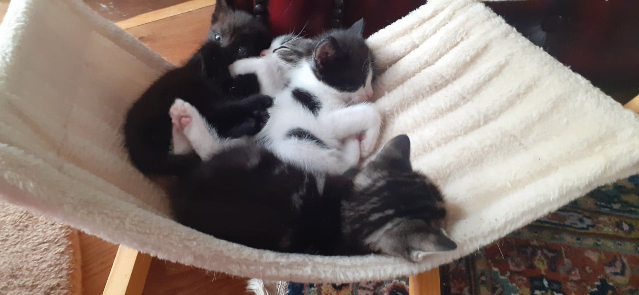 Prachtige lieve kittens 😻