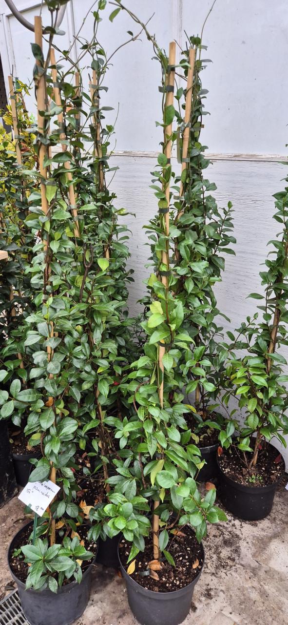 Tuinplanten assortiment bio