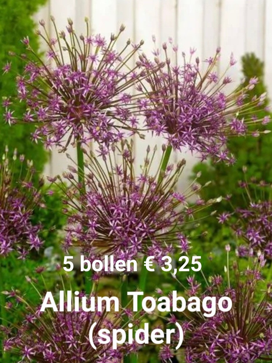 Allium bollen
