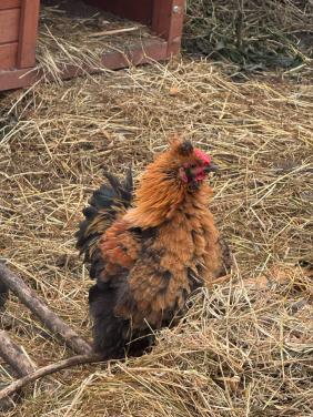 Krulveer cochin en cochin/zijdehoen hanen