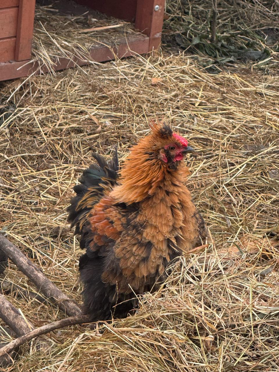 Krulveer cochin en cochin/zijdehoen hanen