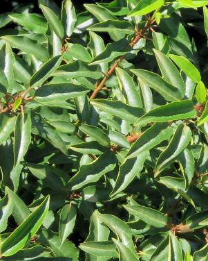 Te koop portugese laurier