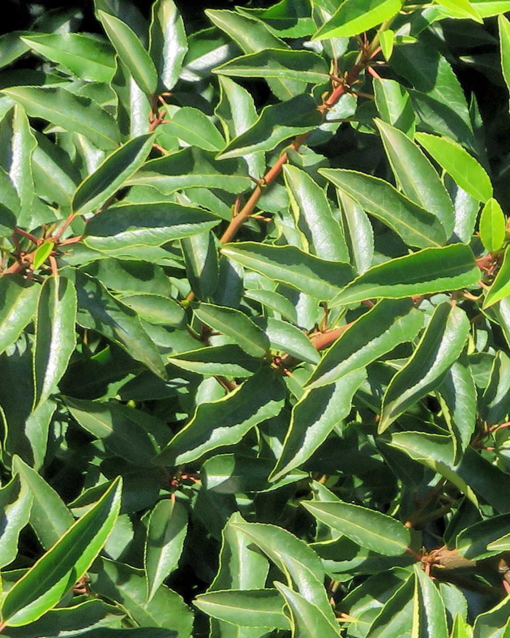 Te koop portugese laurier