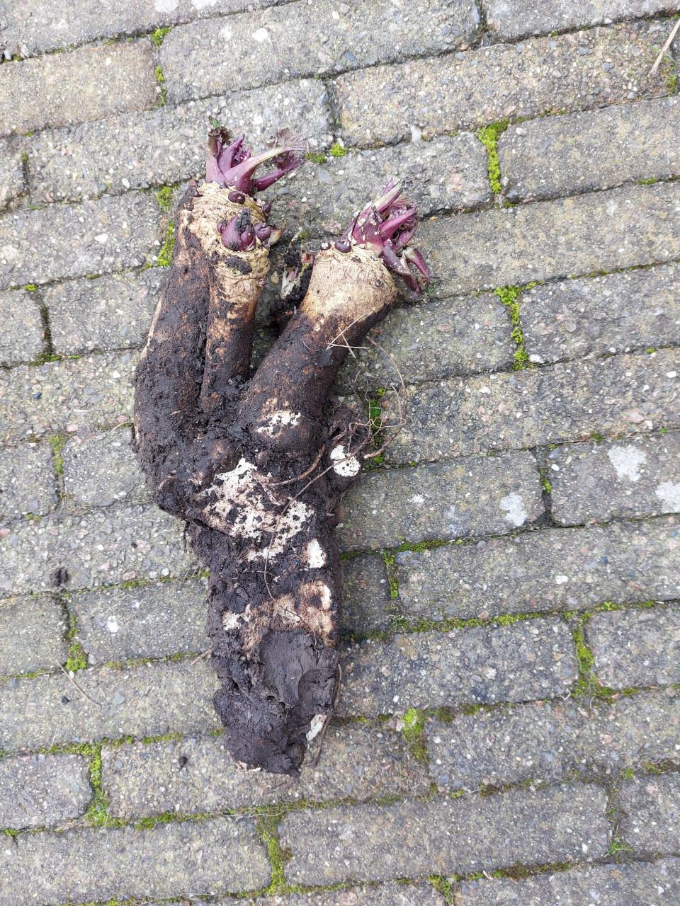 Diverse VASTE PLANTEN.