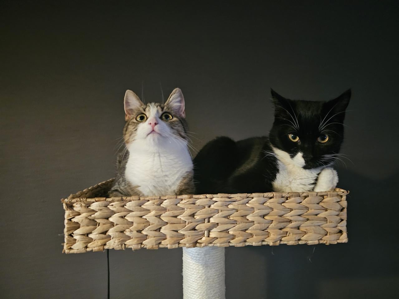 Freddy (poes) - Vermist