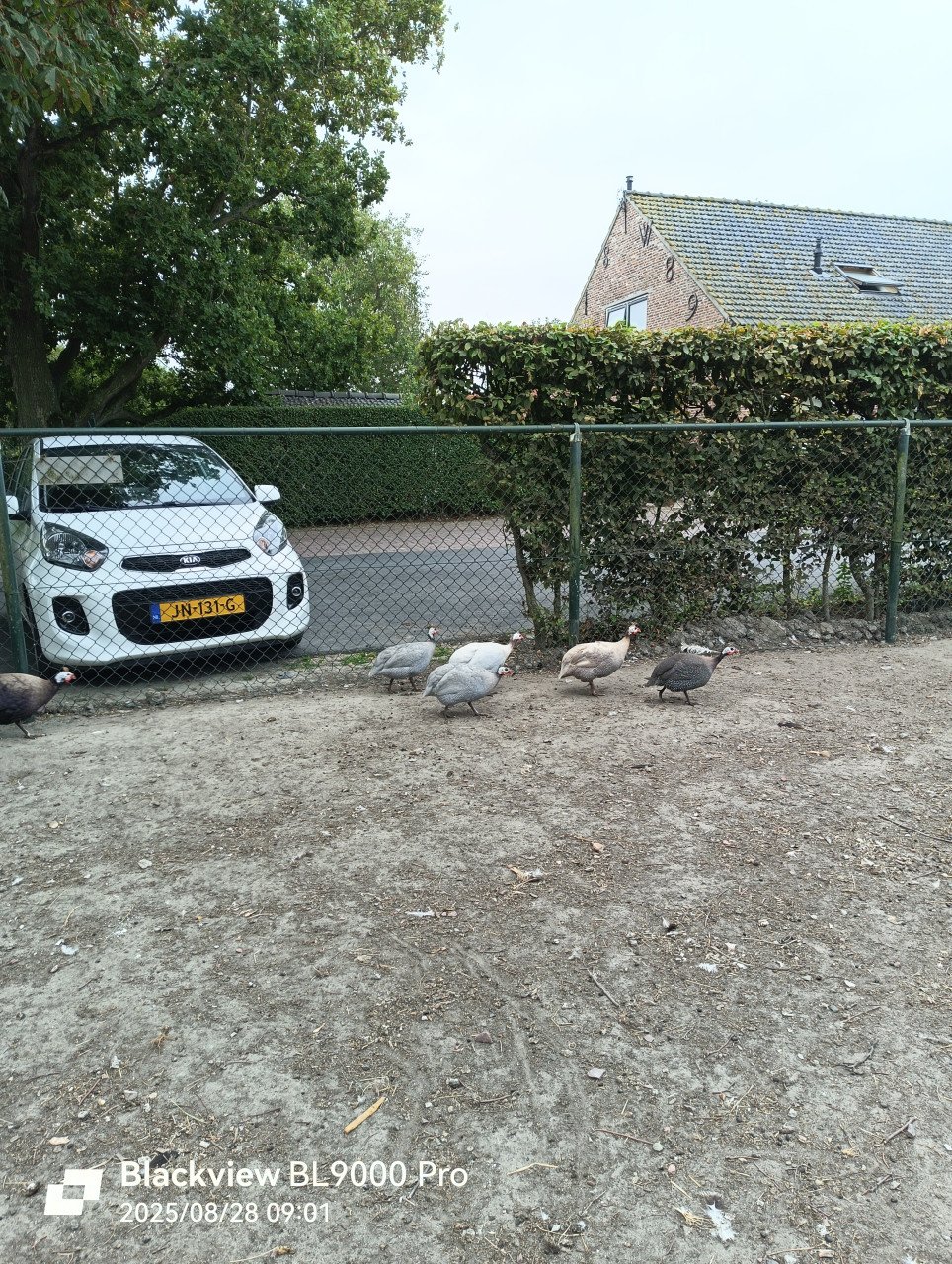 Parelhoen te koop
