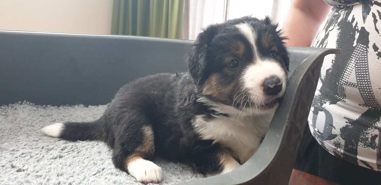 Border Collie