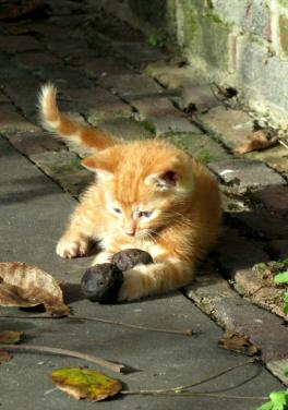 Kittens