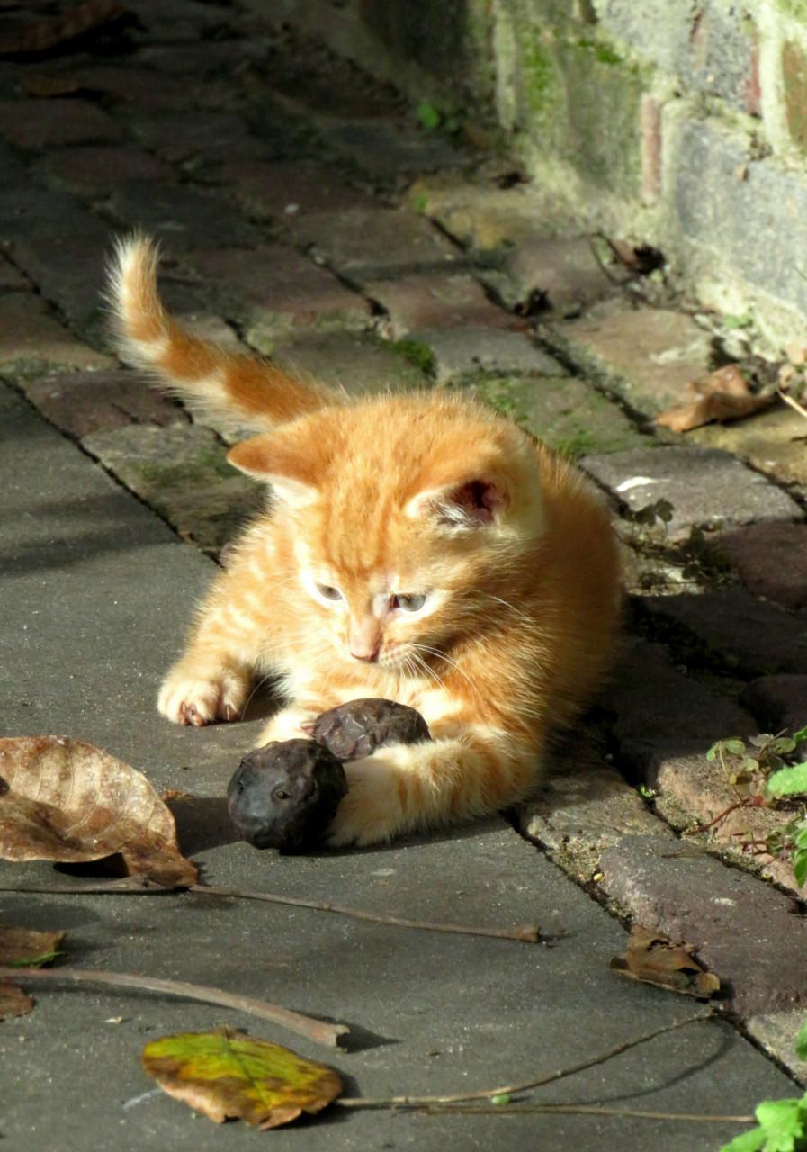 Kittens