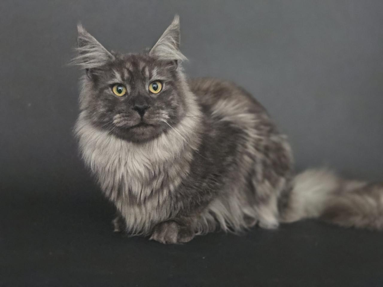 Prachtige maine coon dekkater met stamboom (niet te koop)