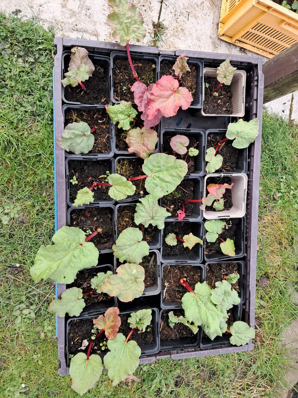 Rabarberplanten te koop