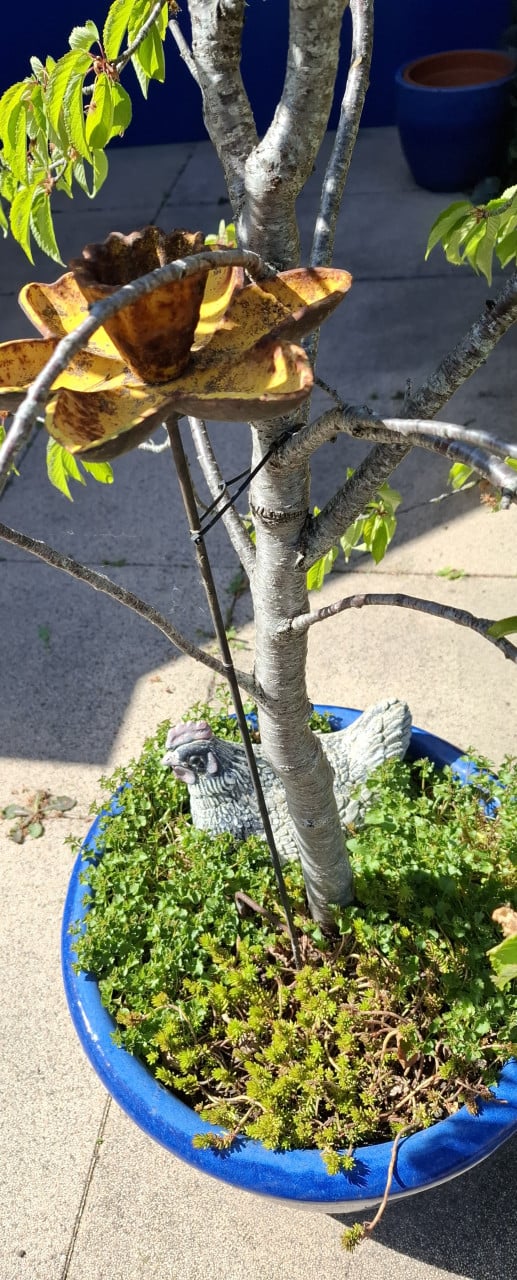 Gezonde Kersenboom ( zoete kers ) in blauwe Aziatische pot
