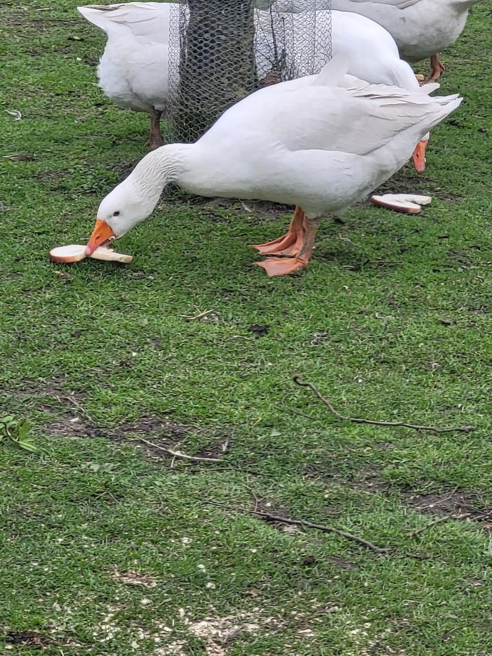 Witte boeregans (man)