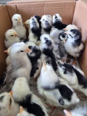 Broedeieren Bonte leghorn