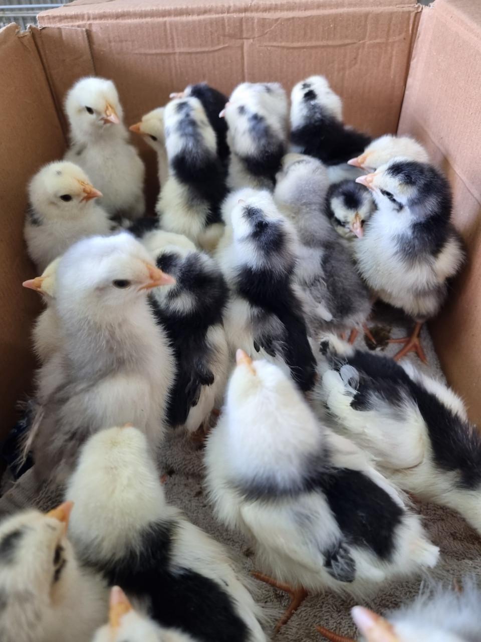 Broedeieren Bonte leghorn