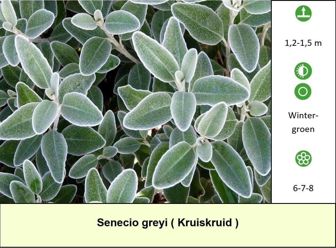 Het plantenkraampje: veel keuze aanvaste planten voor slechts €1,25 p/st.