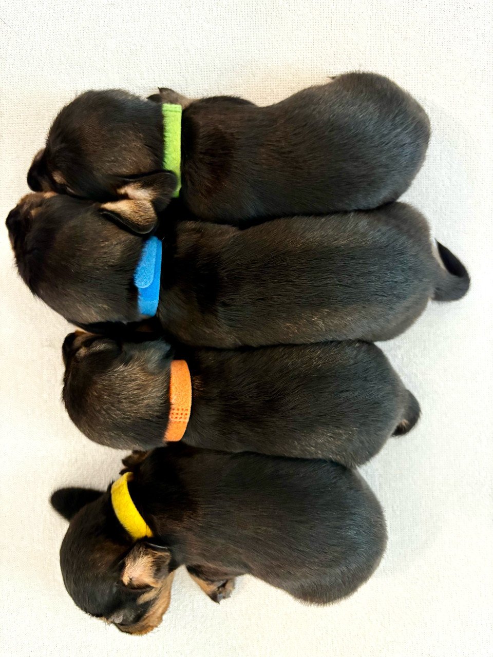 De liefste ruwharige teckel pups❤️