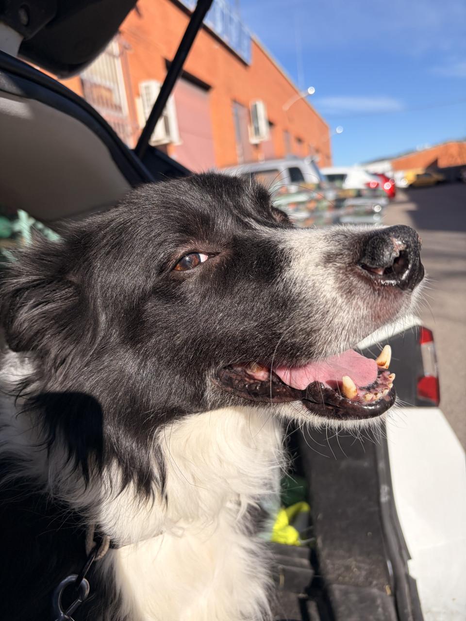 Pet sitter