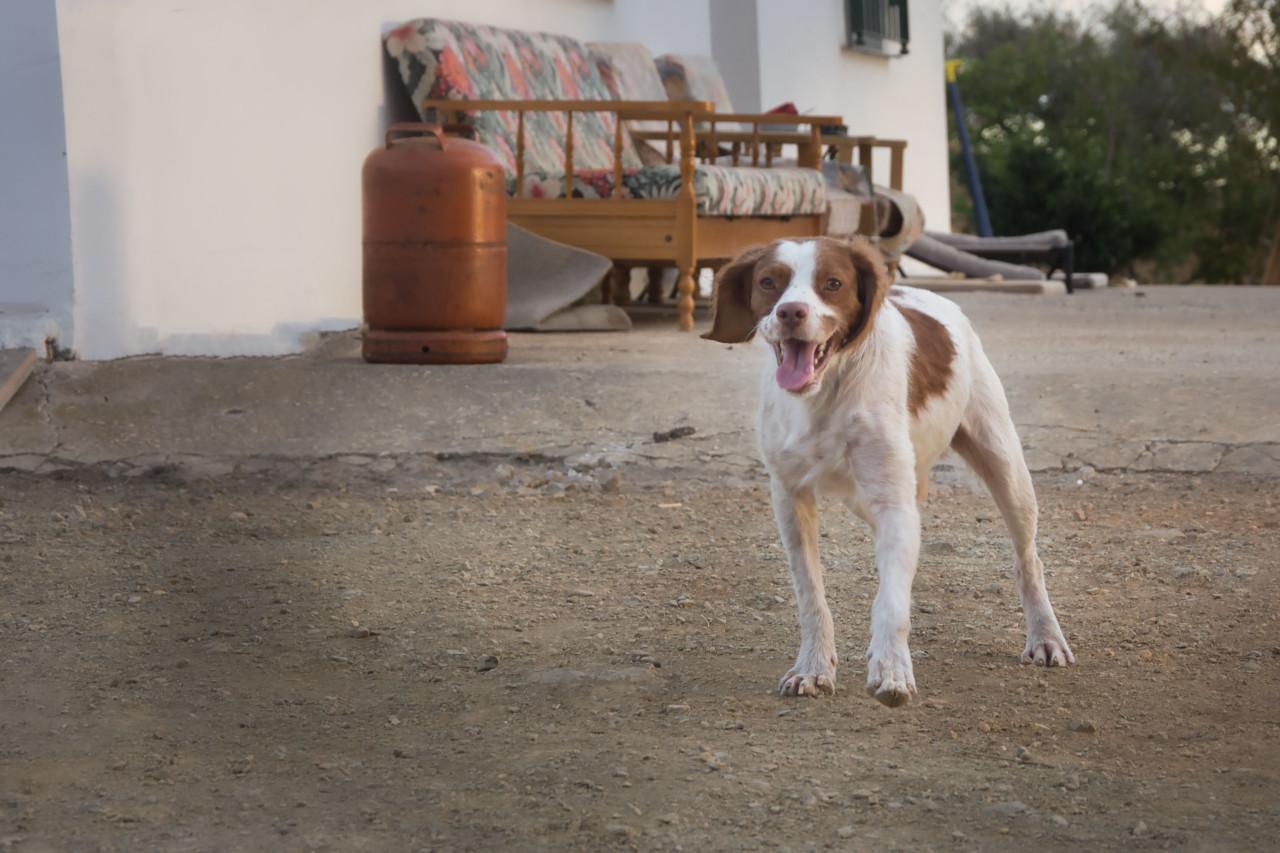 Deze superlieve hond zoekt en lief baasje