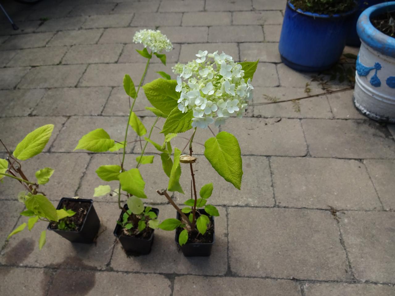 Diverse vaste planten