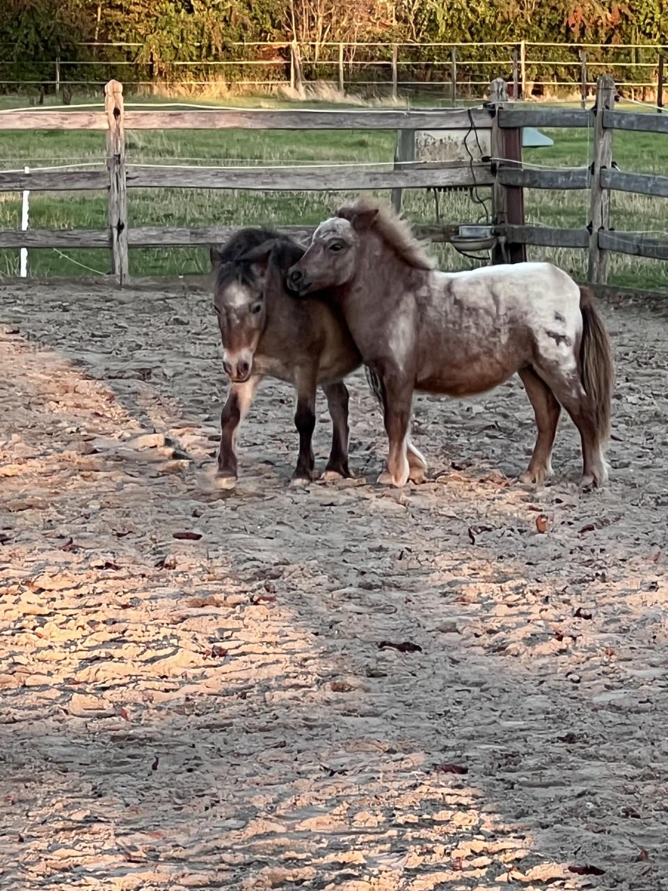 Gezocht: Een fijne en betrouwbare verzorger voor onze mini-paardjes