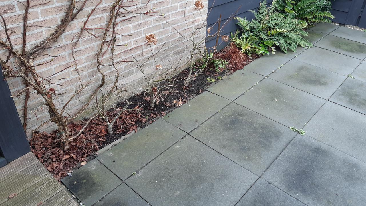 Betontegels 60 x 60 - alles of niets - gratis af te halen