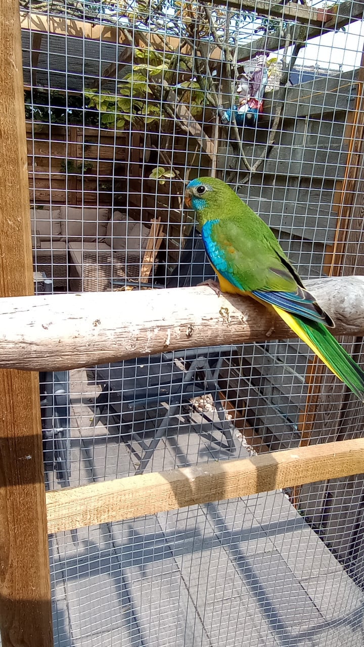 Jonge turquoisines