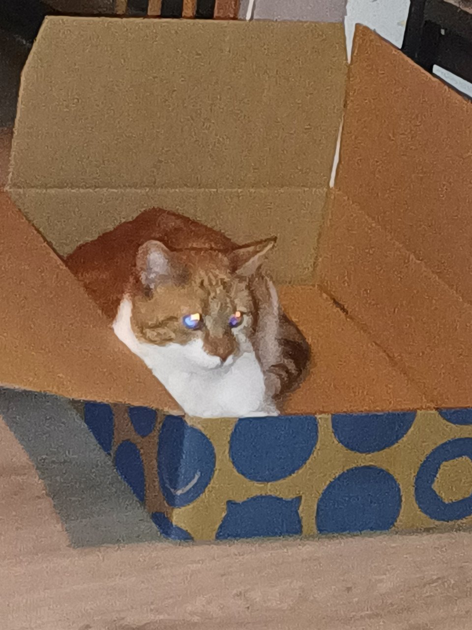 Katten zoeken 5* huisje