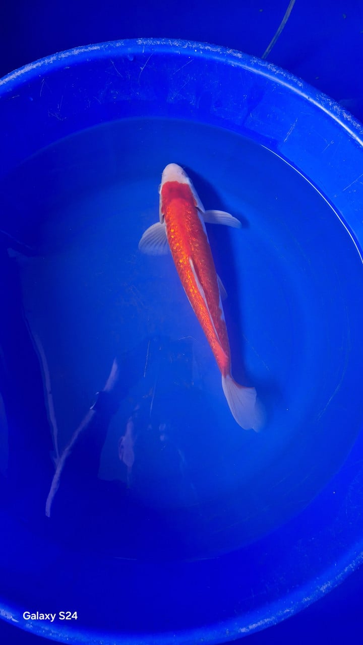 Mooi japanse koi30-40cm