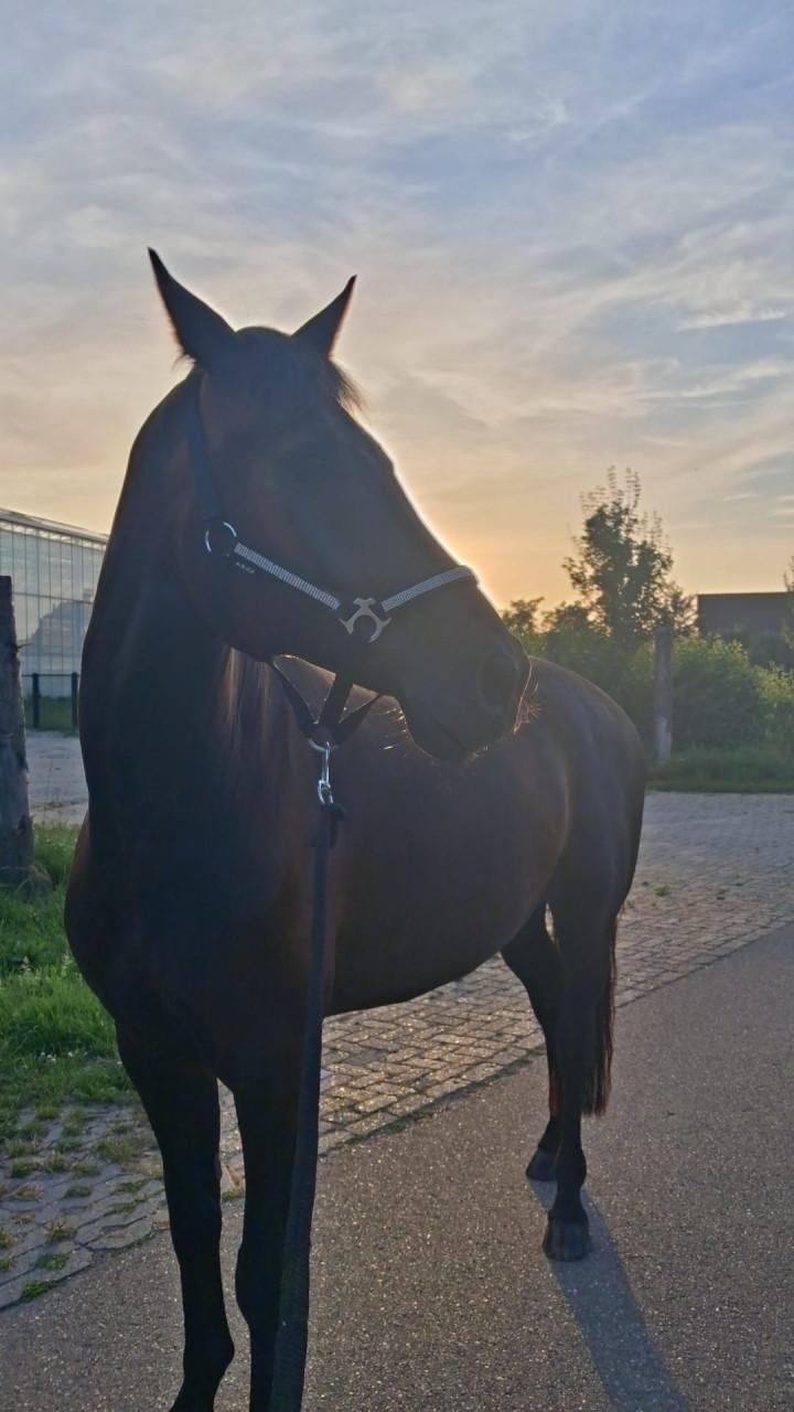 Weidemaatje paard