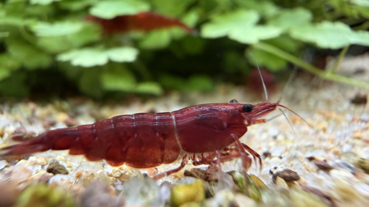 Bloody mary Neocaridina Davidi