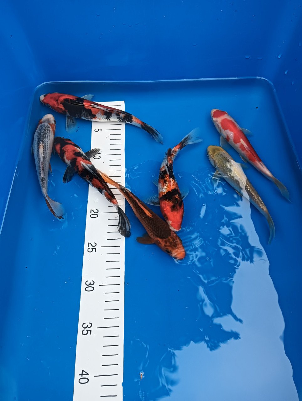 Japanse koi tosai