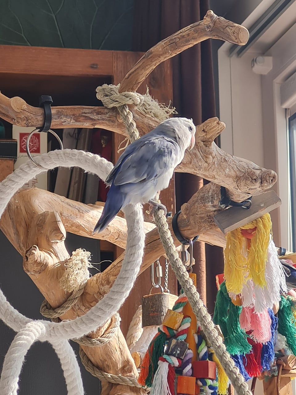 Agapornis Roseicollis