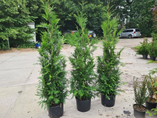 Thuja Plicata Excelsa coniferen in alle maten