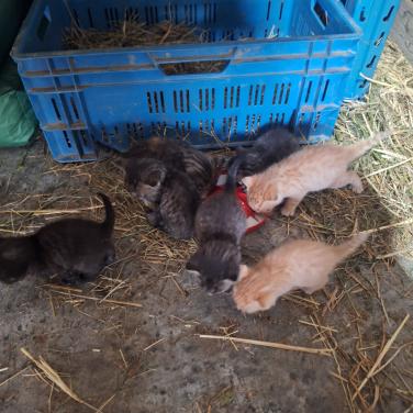 Kittens