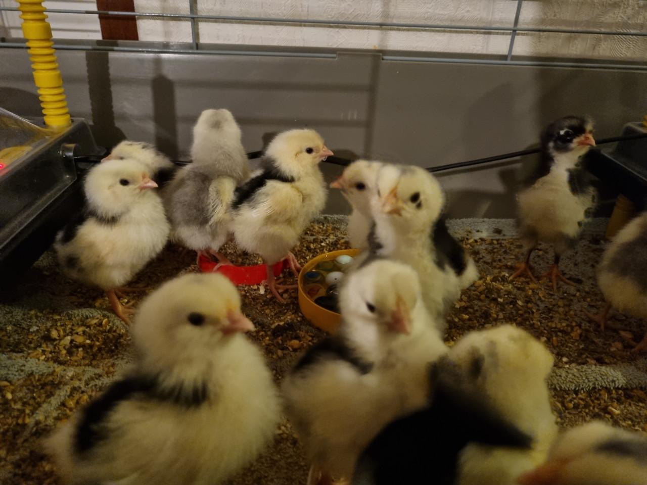 Broedeieren Bonte leghorn