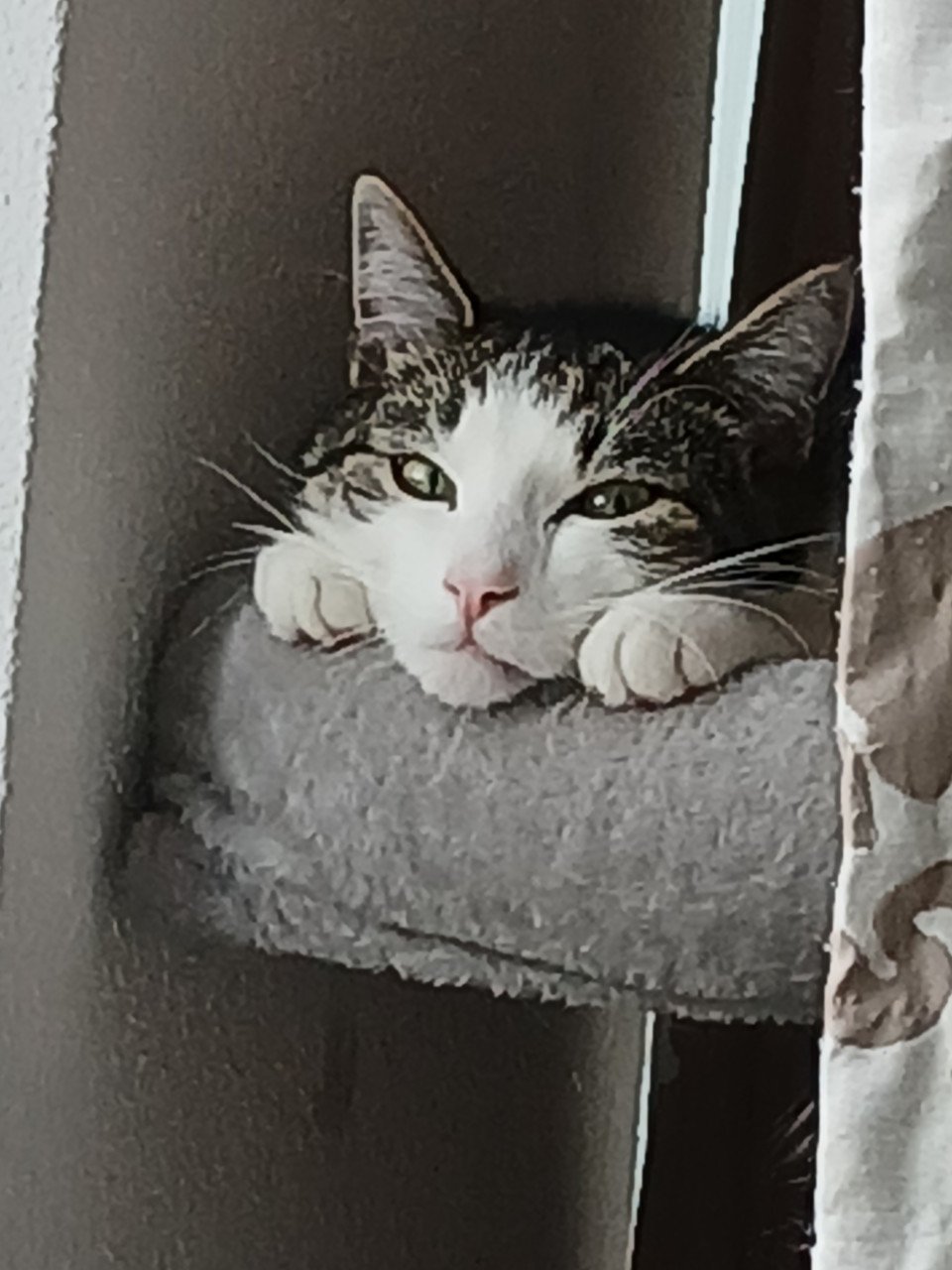 2 katten gecastreerd , gechipped , gevaccineerd , ontwormd