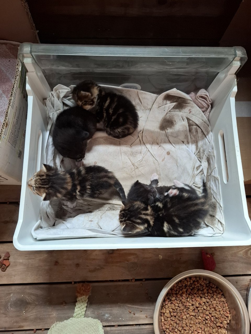 Kittens