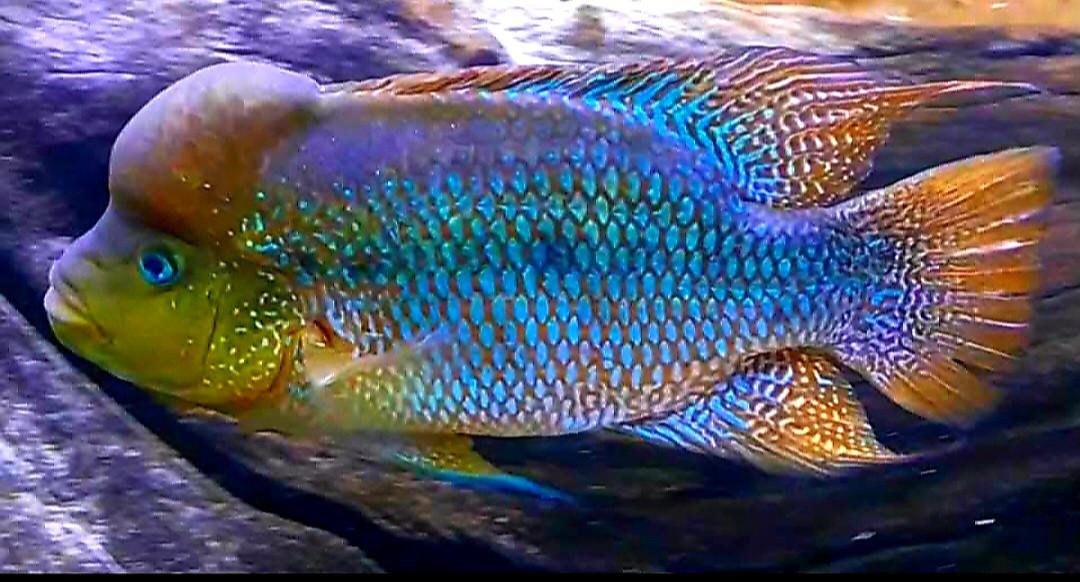 Aquariumvissen trio Istlanum