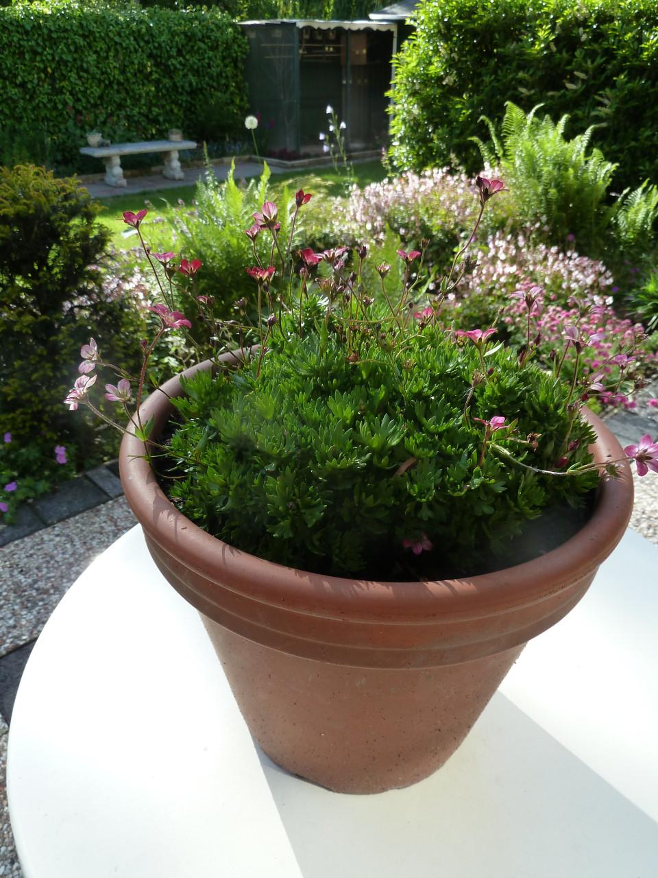 SAXIFRAGA